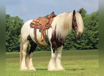 Gypsy Horse, Gelding, 11 years, 15 hh, Pinto