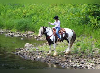 Gypsy Horse, Gelding, 11 years, 15 hh, Pinto