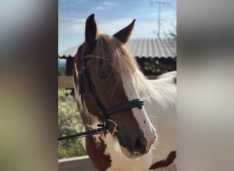 Gypsy Horse, Gelding, 11 years, 15,1 hh, Pinto