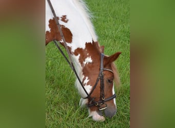 Gypsy Horse, Gelding, 11 years, 15,1 hh, Pinto