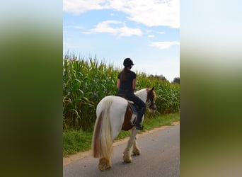 Gypsy Horse, Gelding, 11 years, 15,1 hh, Pinto