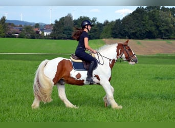 Gypsy Horse, Gelding, 11 years, 15,1 hh, Pinto
