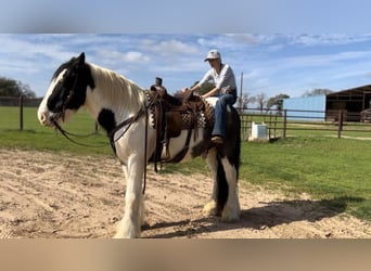Gypsy Horse Mix, Gelding, 11 years, 16 hh, Roan-Blue