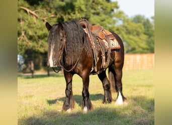 Gypsy Horse, Gelding, 11 years, Black