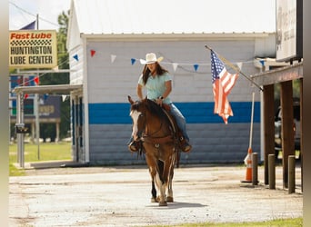 Gypsy Horse, Gelding, 11 years, Overo-all-colors