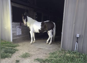 Gypsy Horse, Gelding, 11 years, Tobiano-all-colors