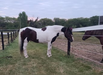Gypsy Horse, Gelding, 11 years, Tobiano-all-colors