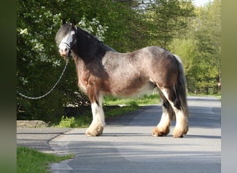 Gypsy Horse, Gelding, 12 years, 13.1 hh, Brown