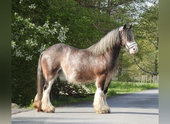 Gypsy Horse, Gelding, 12 years, 13.1 hh, Brown