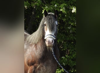 Gypsy Horse, Gelding, 12 years, 13.1 hh, Brown
