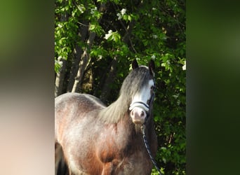 Gypsy Horse, Gelding, 12 years, 13.1 hh, Brown