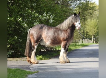 Gypsy Horse, Gelding, 12 years, 13.1 hh, Brown