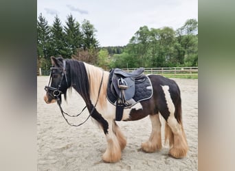 Gypsy Horse, Gelding, 12 years, 13.1 hh, Pinto