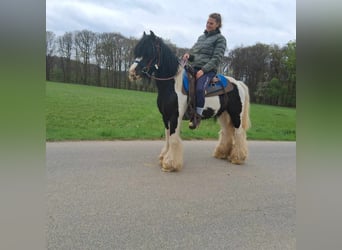 Gypsy Horse, Gelding, 12 years, 13.1 hh, Pinto