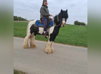 Gypsy Horse, Gelding, 12 years, 13.1 hh, Pinto