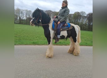 Gypsy Horse, Gelding, 12 years, 13.1 hh, Pinto