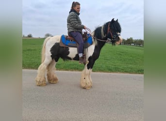 Gypsy Horse, Gelding, 12 years, 13.1 hh, Pinto