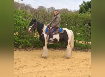 Gypsy Horse, Gelding, 12 years, 13.1 hh, Pinto