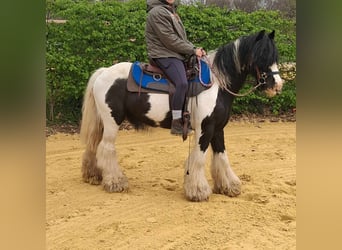 Gypsy Horse, Gelding, 12 years, 13.1 hh, Pinto