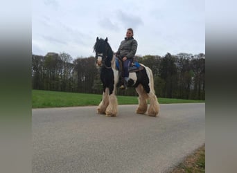 Gypsy Horse, Gelding, 12 years, 13.1 hh, Pinto