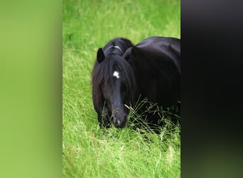 Gypsy Horse Mix, Gelding, 12 years, 13.3 hh, Pinto