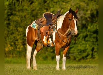 Gypsy Horse, Gelding, 12 years, 13,3 hh, Tobiano-all-colors