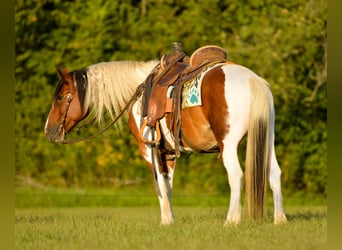 Gypsy Horse, Gelding, 12 years, 13,3 hh, Tobiano-all-colors