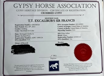 Gypsy Horse, Gelding, 12 years, 13,3 hh, Tobiano-all-colors