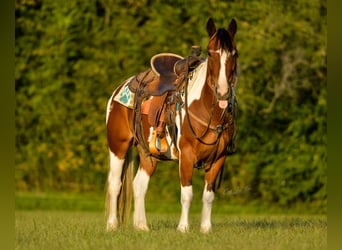 Gypsy Horse, Gelding, 12 years, 13,3 hh, Tobiano-all-colors