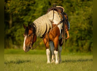 Gypsy Horse, Gelding, 12 years, 13,3 hh, Tobiano-all-colors