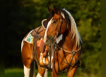 Gypsy Horse, Gelding, 12 years, 13,3 hh, Tobiano-all-colors