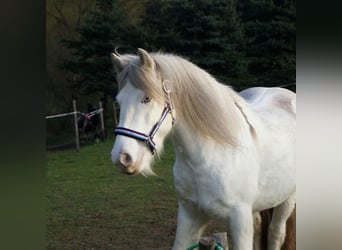 Gypsy Horse, Gelding, 12 years, 13,2 hh, Sabino