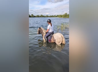 Gypsy Horse, Gelding, 12 years, 14,1 hh, Pinto