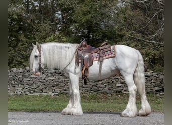 Gypsy Horse, Gelding, 12 years, 14.2 hh, Gray
