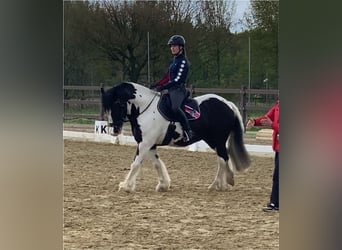 Gypsy Horse, Gelding, 12 years, 14,2 hh, Pinto