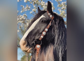 Gypsy Horse, Gelding, 12 years, 14.2 hh, Smoky-Black