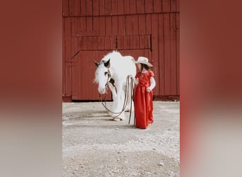 Gypsy Horse, Gelding, 12 years, 14.3 hh, Pinto