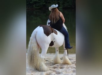 Gypsy Horse, Gelding, 12 years, 14.3 hh, Pinto