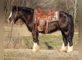 Gypsy Horse, Gelding, 12 years, 14 hh, Black