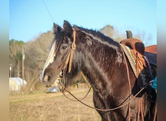 Gypsy Horse, Gelding, 12 years, 14 hh, Black