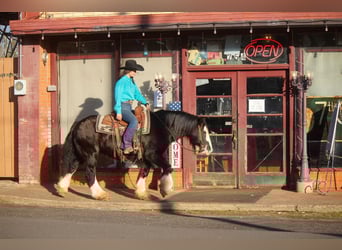 Gypsy Horse, Gelding, 12 years, 14 hh, Black