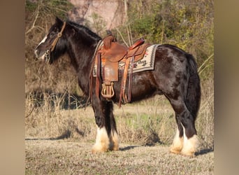 Gypsy Horse, Gelding, 12 years, 14 hh, Black