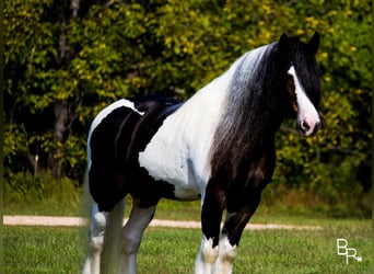Gypsy Horse, Gelding, 12 years, 14 hh, Tobiano-all-colors
