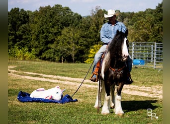 Gypsy Horse, Gelding, 12 years, 14 hh, Tobiano-all-colors