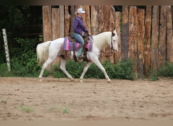 Gypsy Horse Mix, Gelding, 12 years, 14,1 hh, Sabino