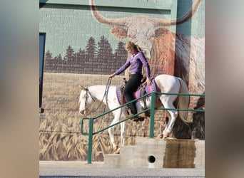 Gypsy Horse Mix, Gelding, 12 years, 14,1 hh, Sabino