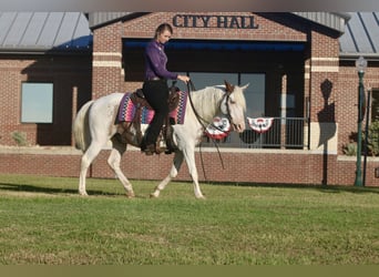 Gypsy Horse Mix, Gelding, 12 years, 14,1 hh, Sabino