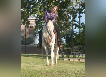Gypsy Horse Mix, Gelding, 12 years, 14,1 hh, Sabino