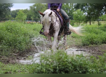 Gypsy Horse Mix, Gelding, 12 years, 14,1 hh, Sabino