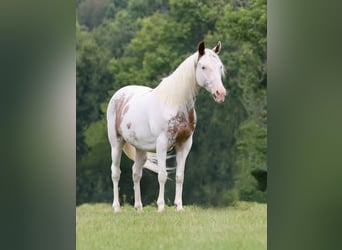 Gypsy Horse Mix, Gelding, 12 years, 14,1 hh, Sabino